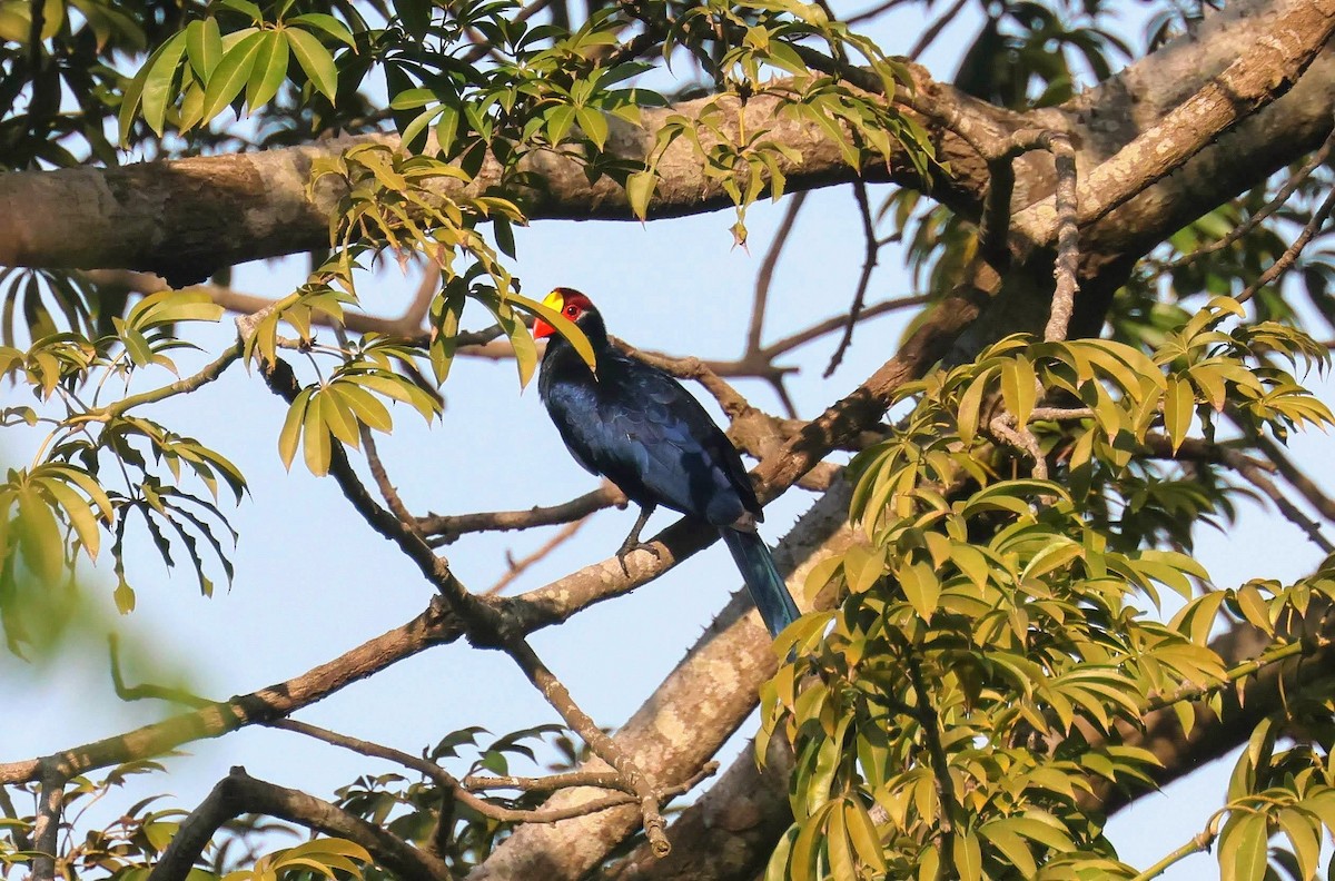 Violet Turaco - ML646585660