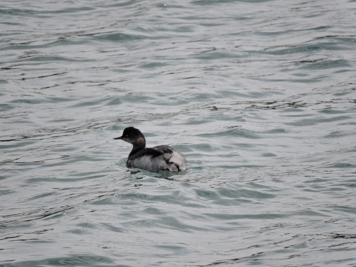 Grèbe à cou noir - ML646585665