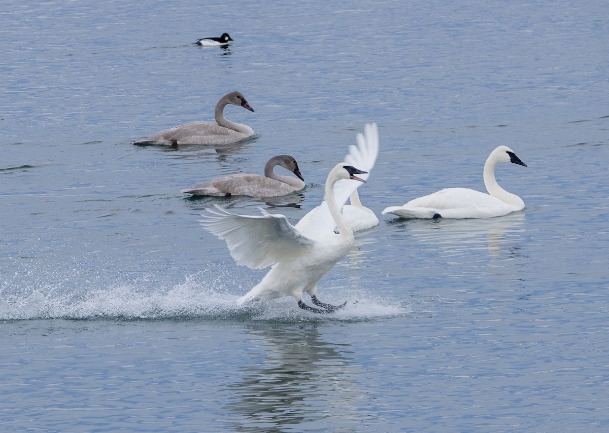 Trumpeter Swan - ML646585667