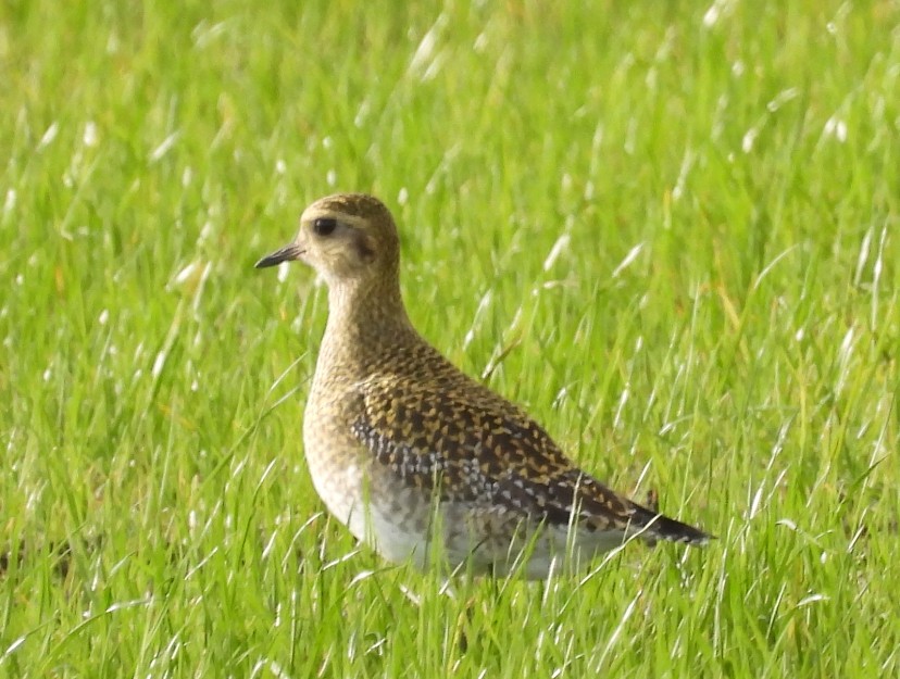 Сивка звичайна - ML646585670