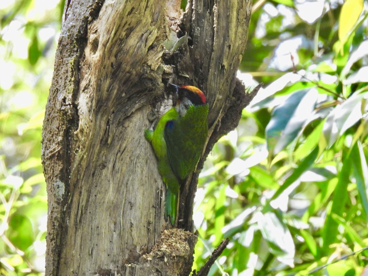 Golden-throated Barbet - ML646585672