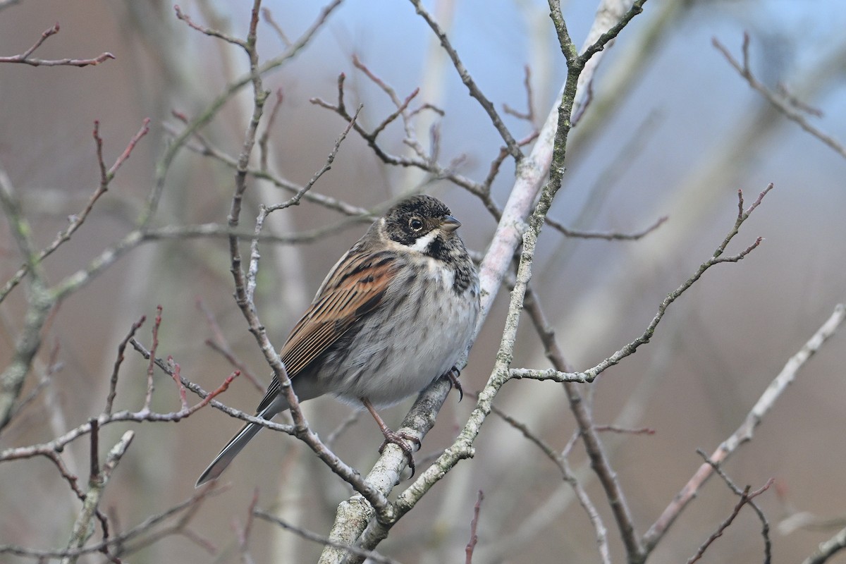 Reed Bunting - ML646585675