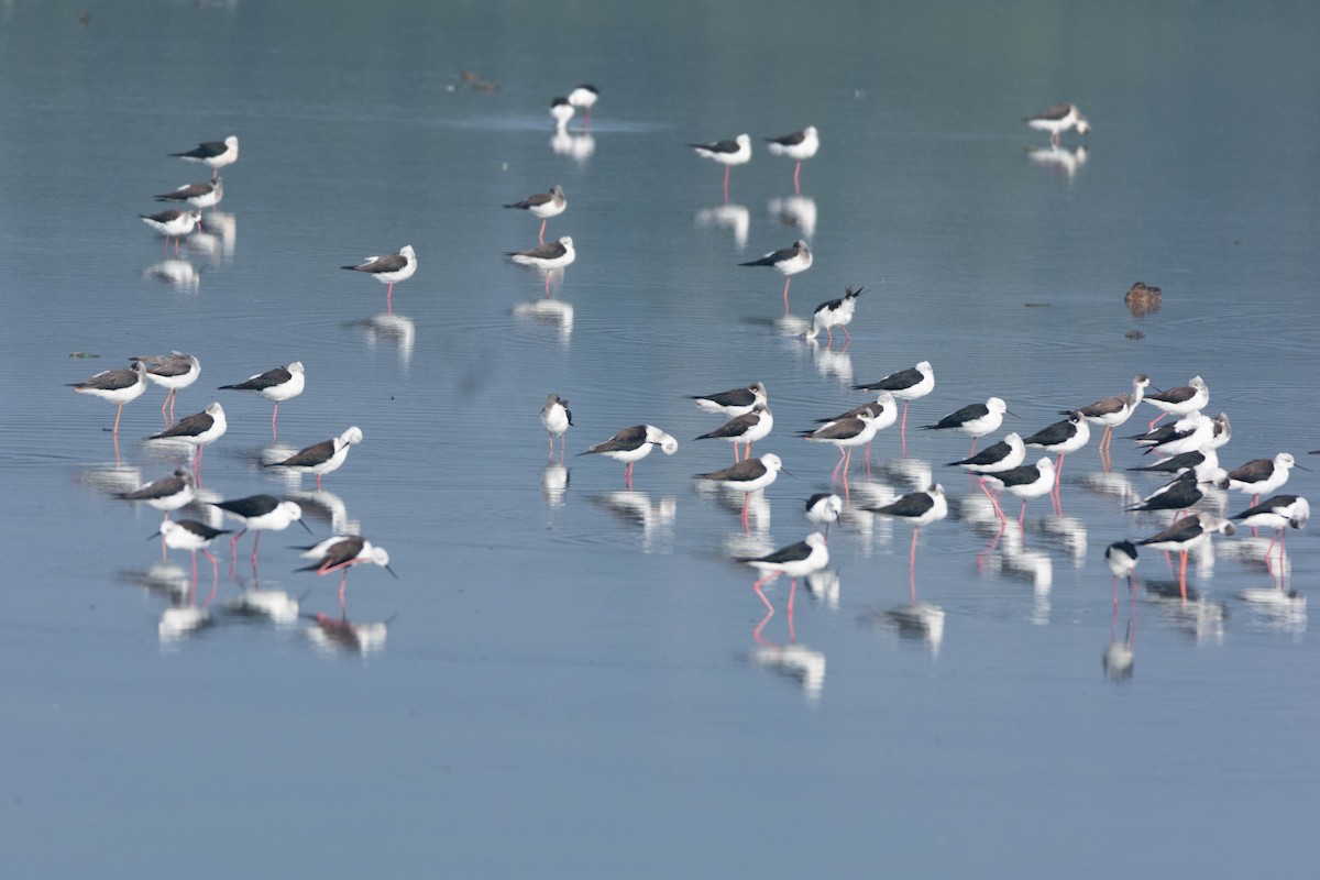 Zankaluze eurasiarra - ML646585680