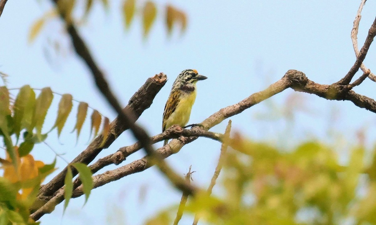 vousáček zlatočelý - ML646585681