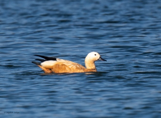Ruddy Shelduck - ML646585682
