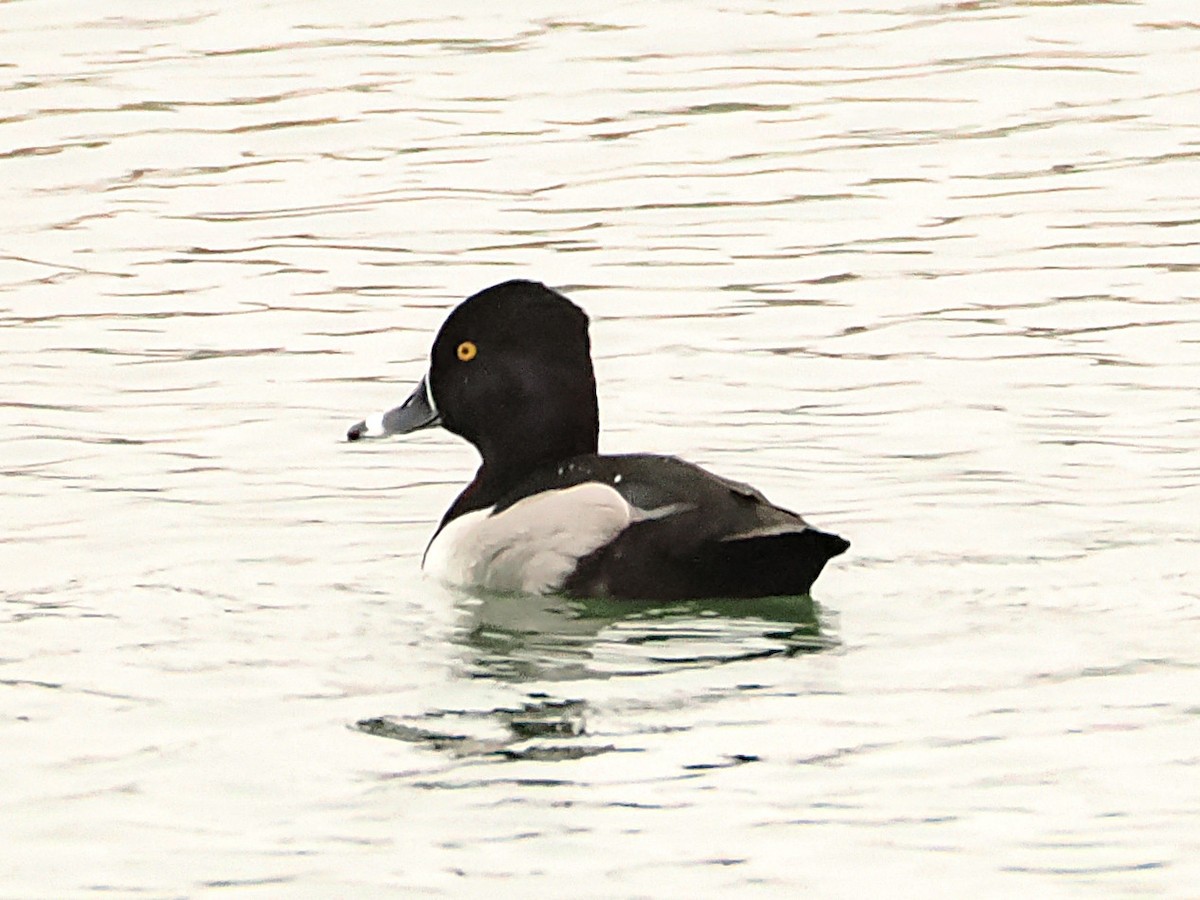 Ring-necked Duck - ML646585683