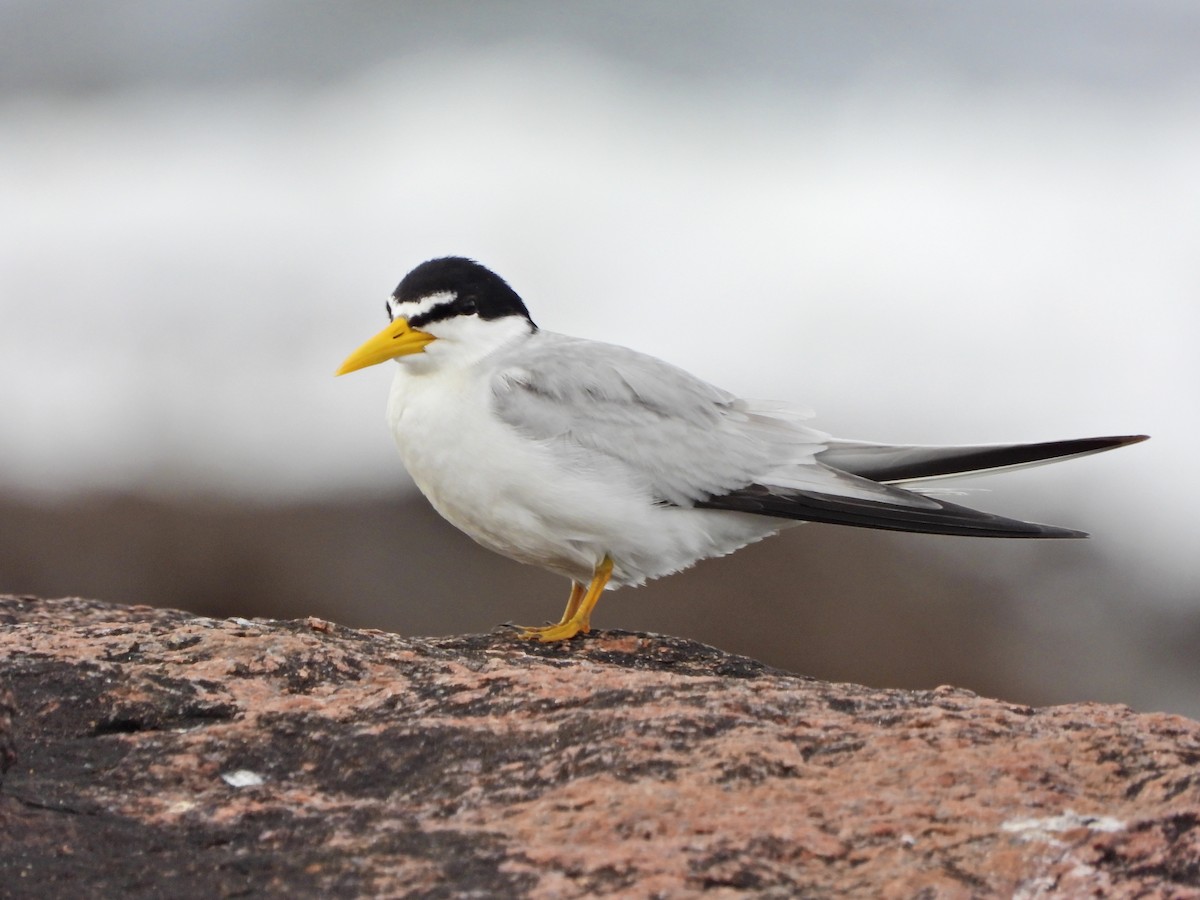 Yellow-billed Tern - ML646585697