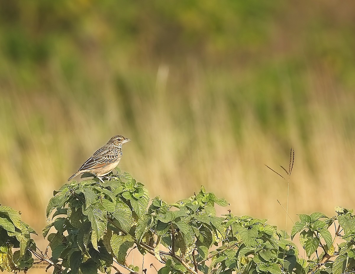Bengal Bushlark - ML646585698