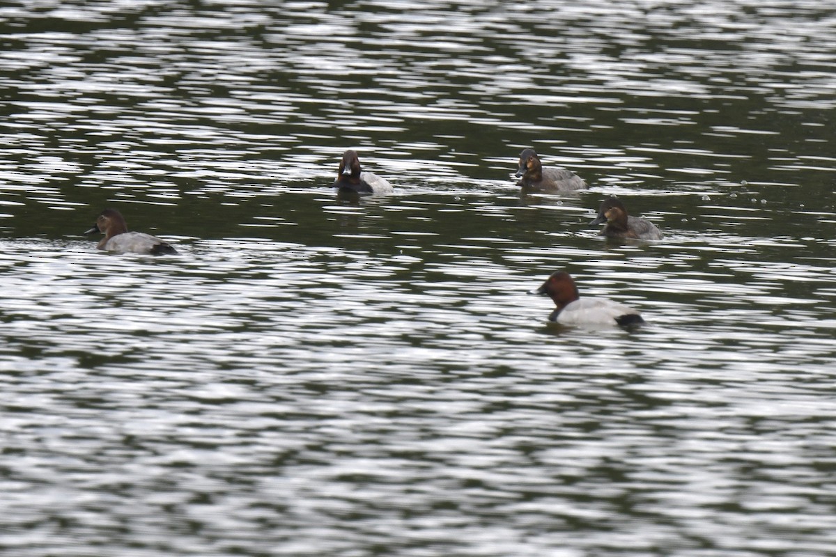 Common Pochard - ML646585699