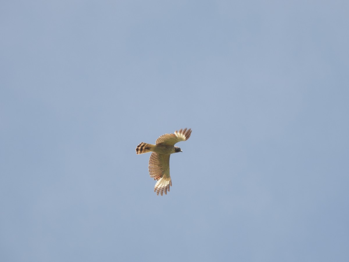 káně krahujová - ML646585700