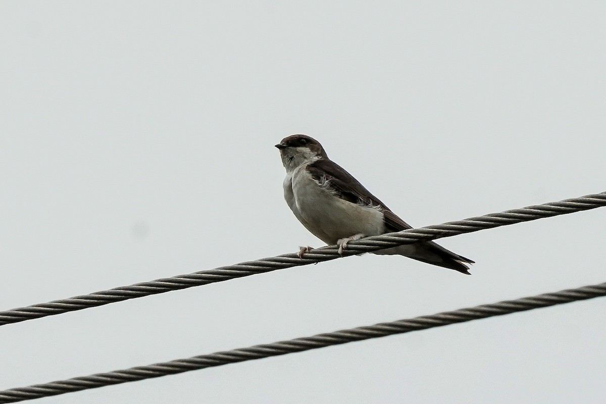 Western House-Martin - ML646585702