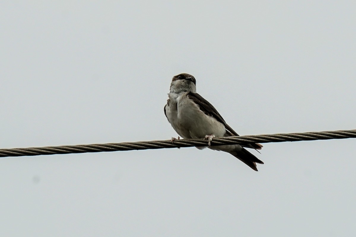 Western House-Martin - ML646585703