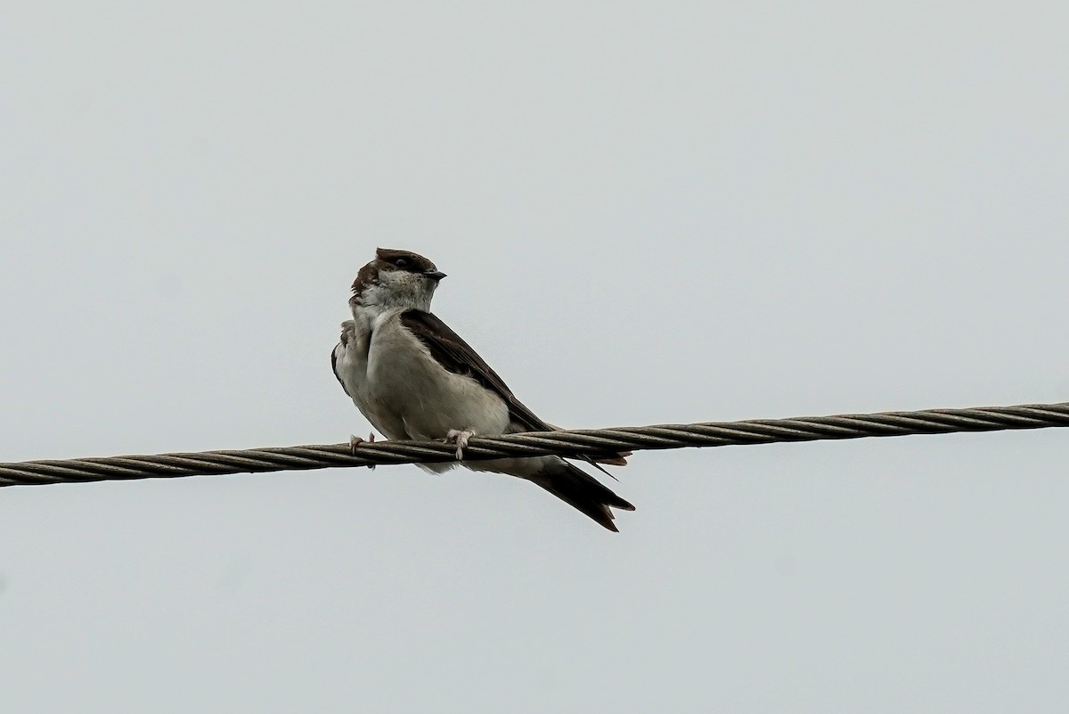Western House-Martin - ML646585704