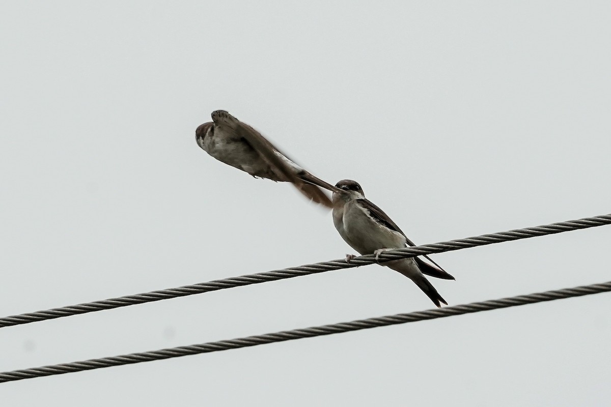 Western House-Martin - ML646585705