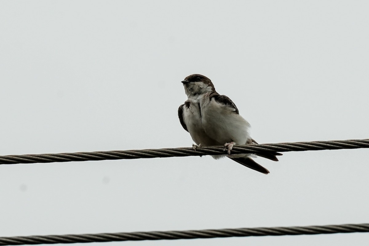 Western House-Martin - ML646585706