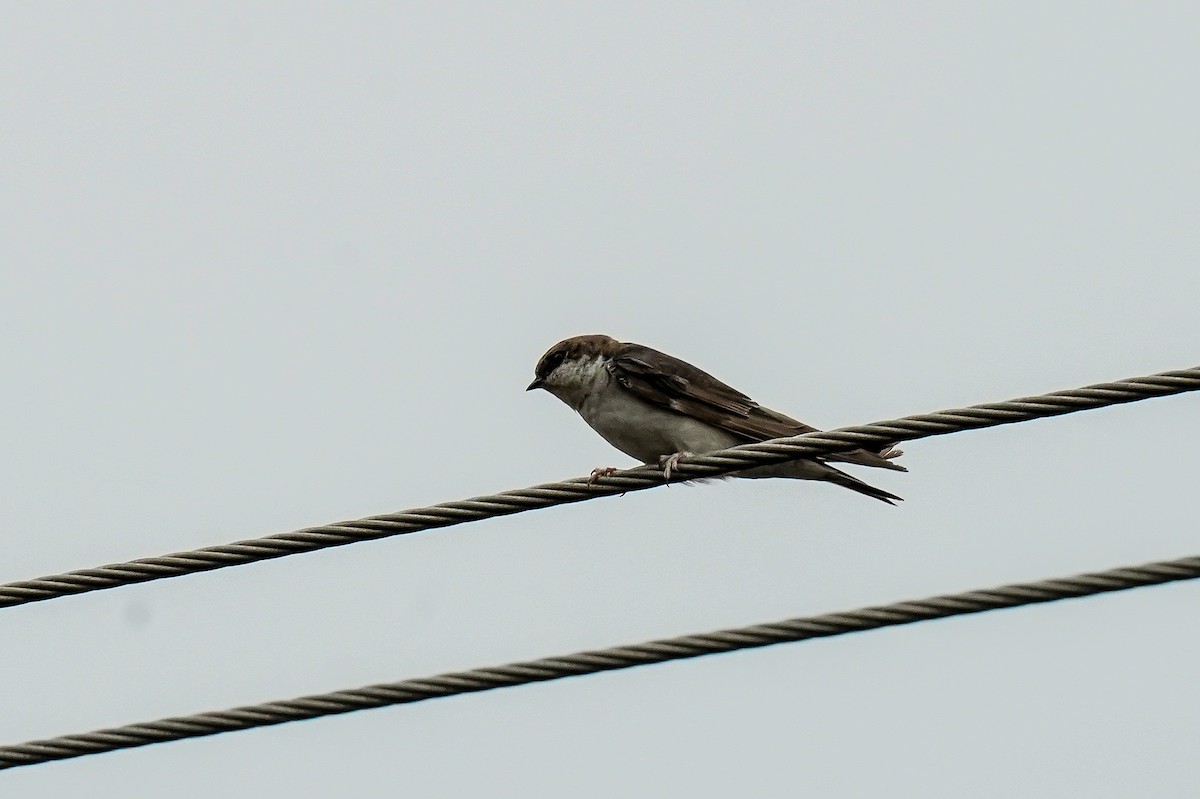 Western House-Martin - ML646585707