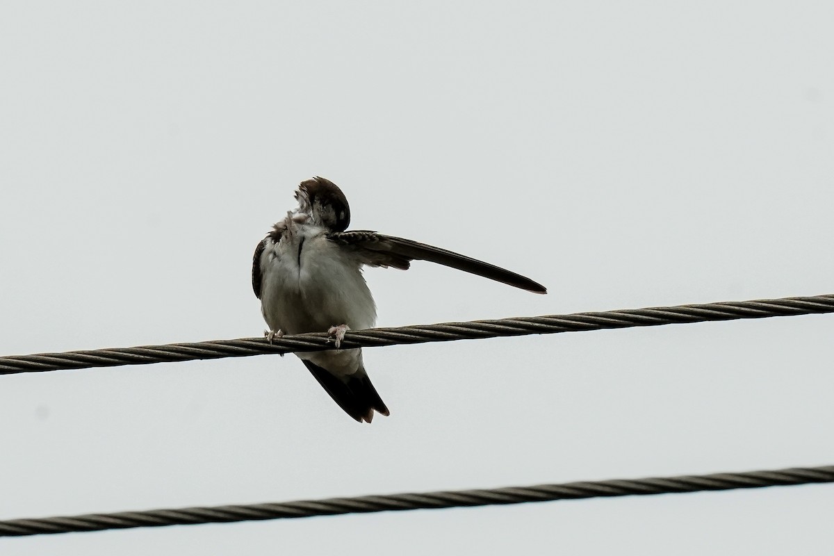 Western House-Martin - ML646585708