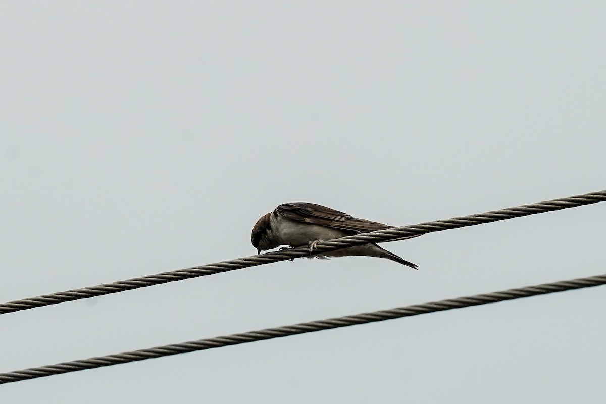 Western House-Martin - ML646585709