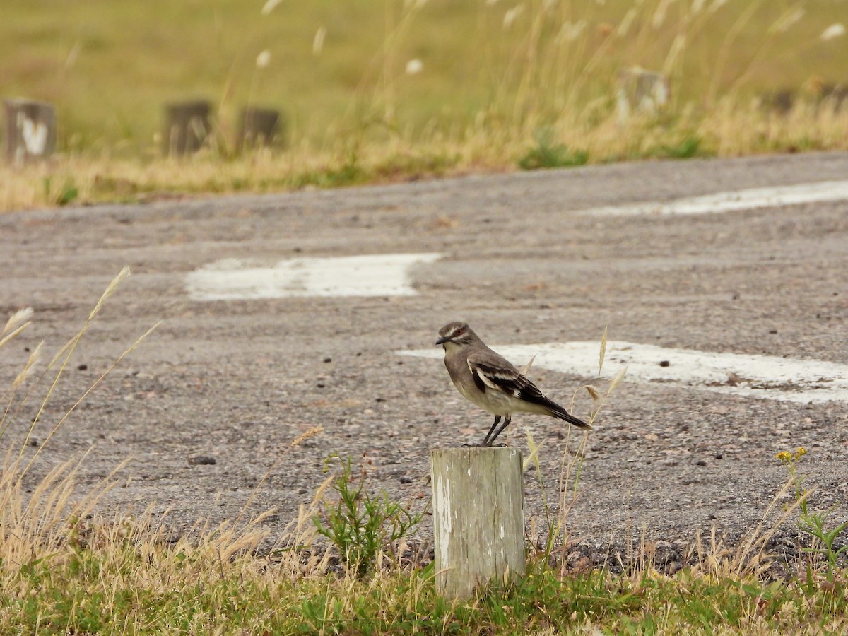 Gray Monjita - ML646585710