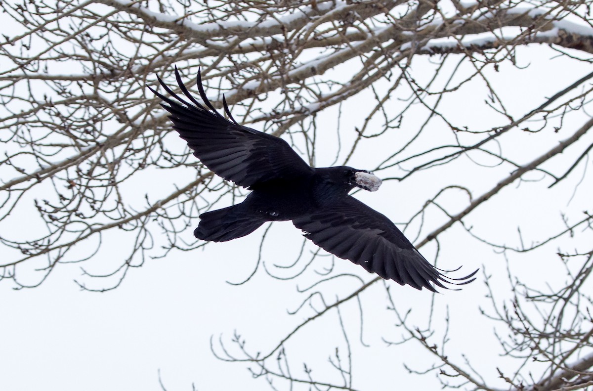 Хон хэрээ - ML646585711