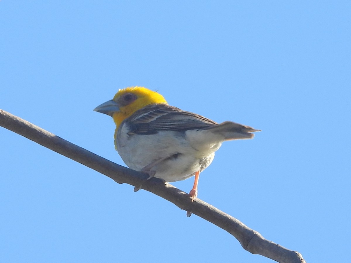 Sakalava Weaver - ML646585713