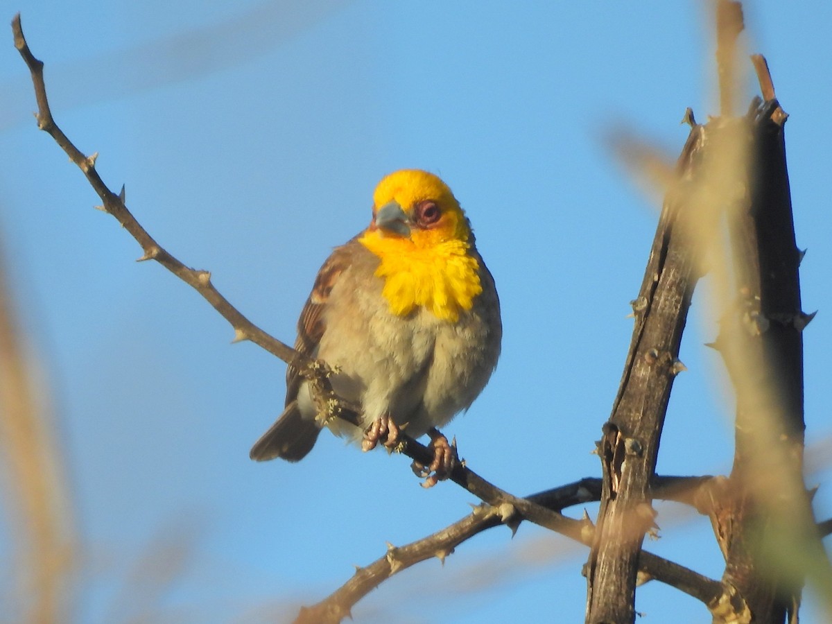 Sakalava Weaver - ML646585715