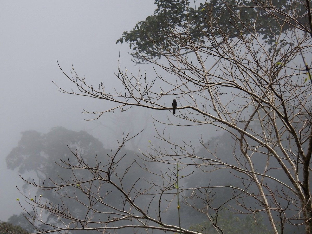 Black-winged Cuckooshrike - ML646585723