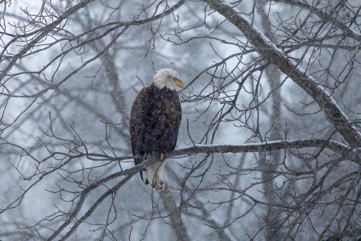 Bald Eagle - ML646585725