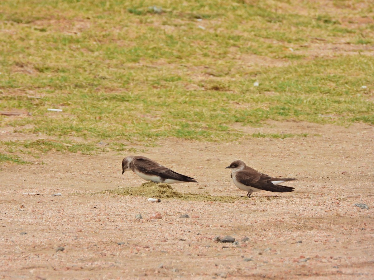 Brown-chested Martin - ML646585726