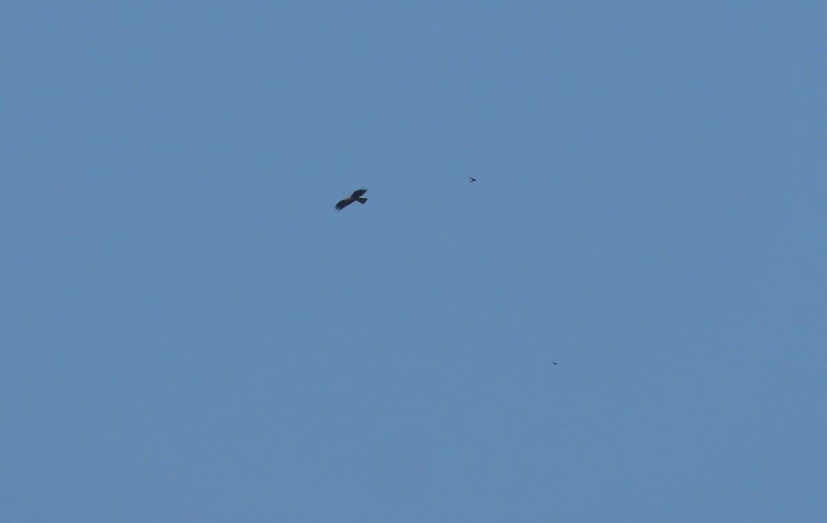 Booted Eagle - ML646585727