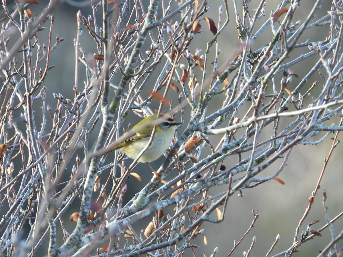 Common Firecrest - ML646585728