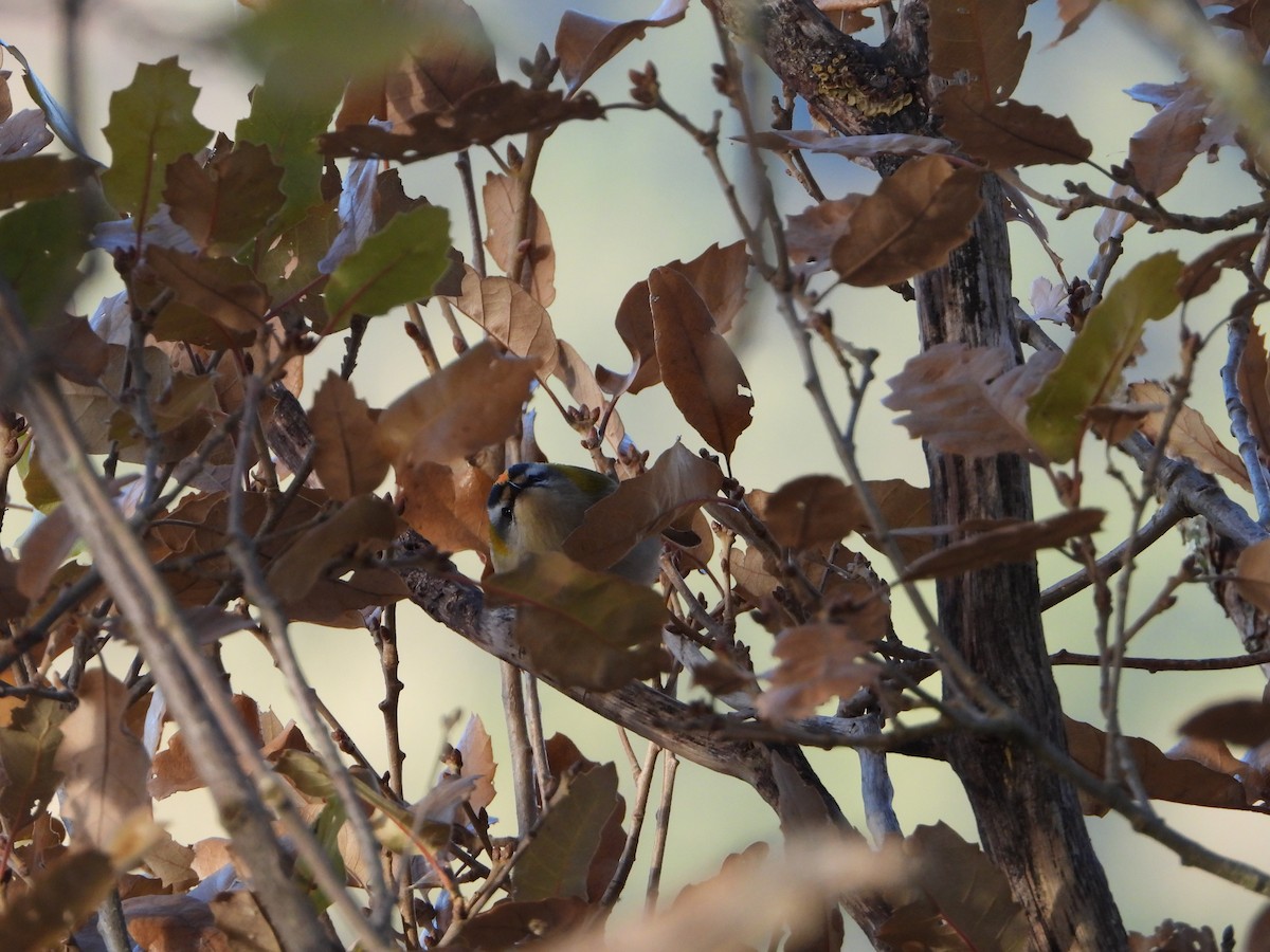 Common Firecrest - ML646585729