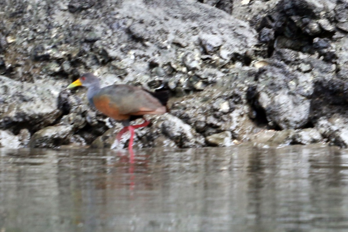 Cayenneralle - ML646585730