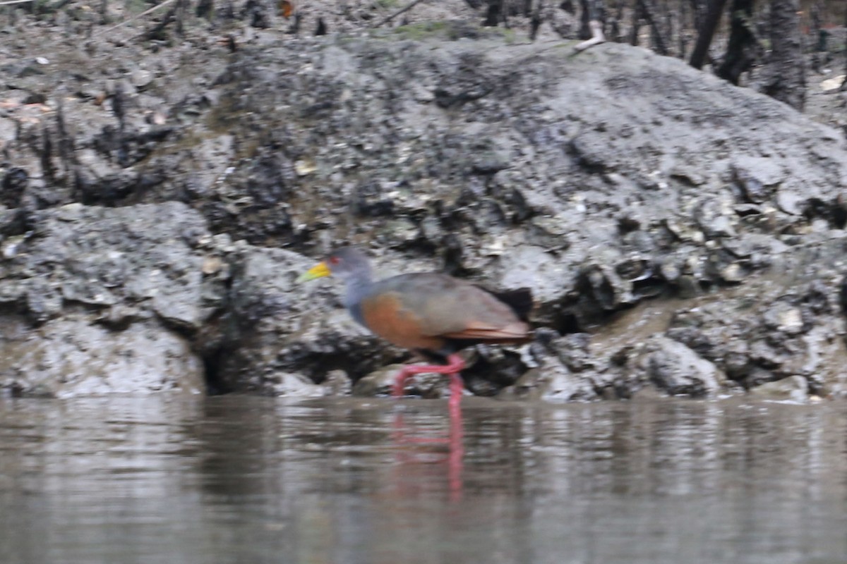 Cayenneralle - ML646585731