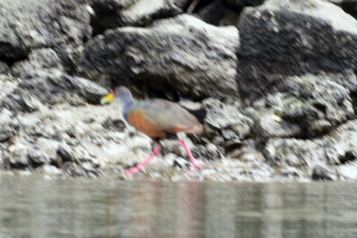 Cayenneralle - ML646585732