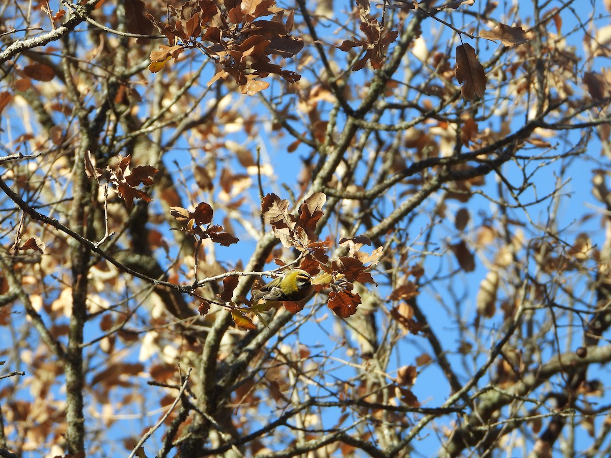 Common Firecrest - ML646585735