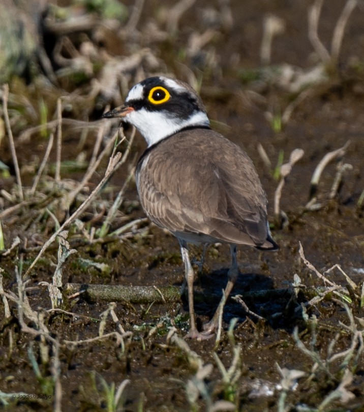 Little Ringed Plover - ML646585736