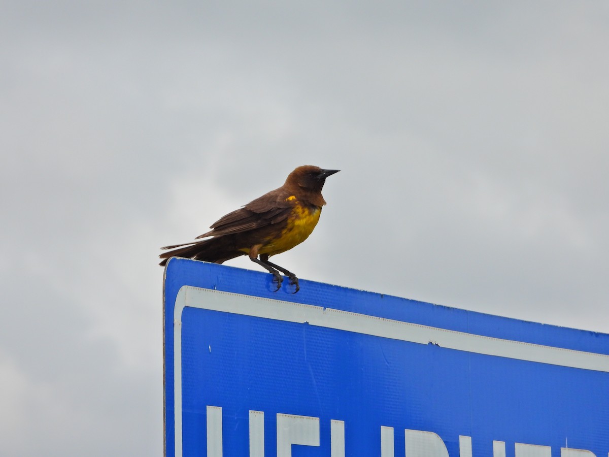 Brown-and-yellow Marshbird - ML646585739
