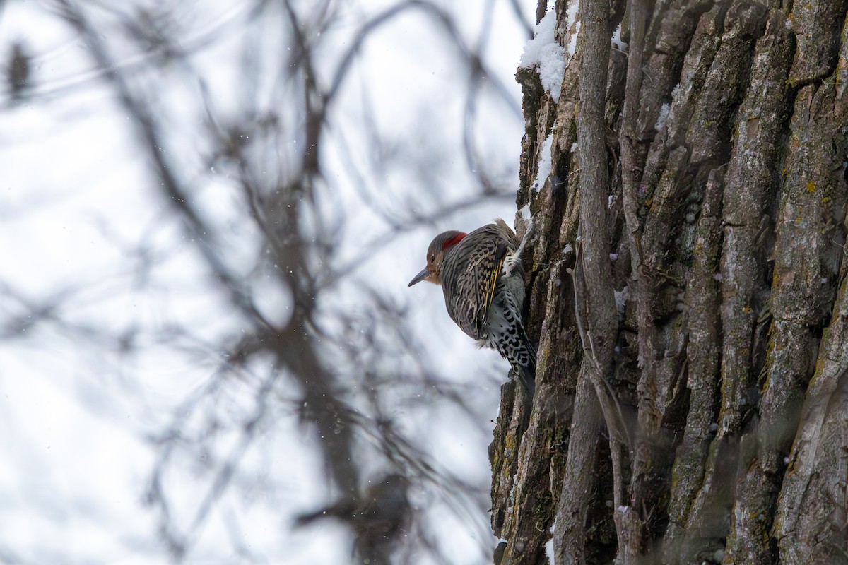 Northern Flicker - ML646585762