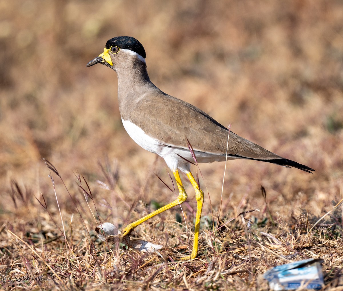 Yellow-wattled Lapwing - ML646585763