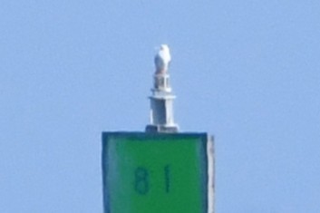 Red-footed Booby - ML646585765