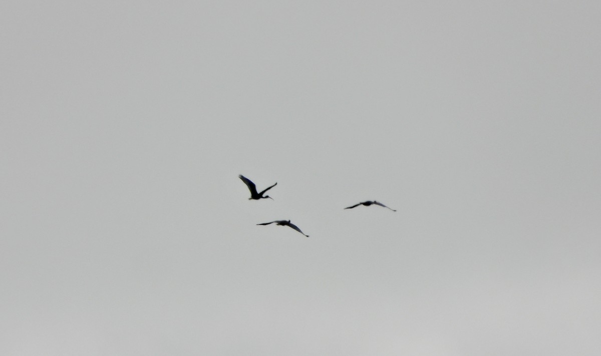 Bare-faced Ibis - ML646585766