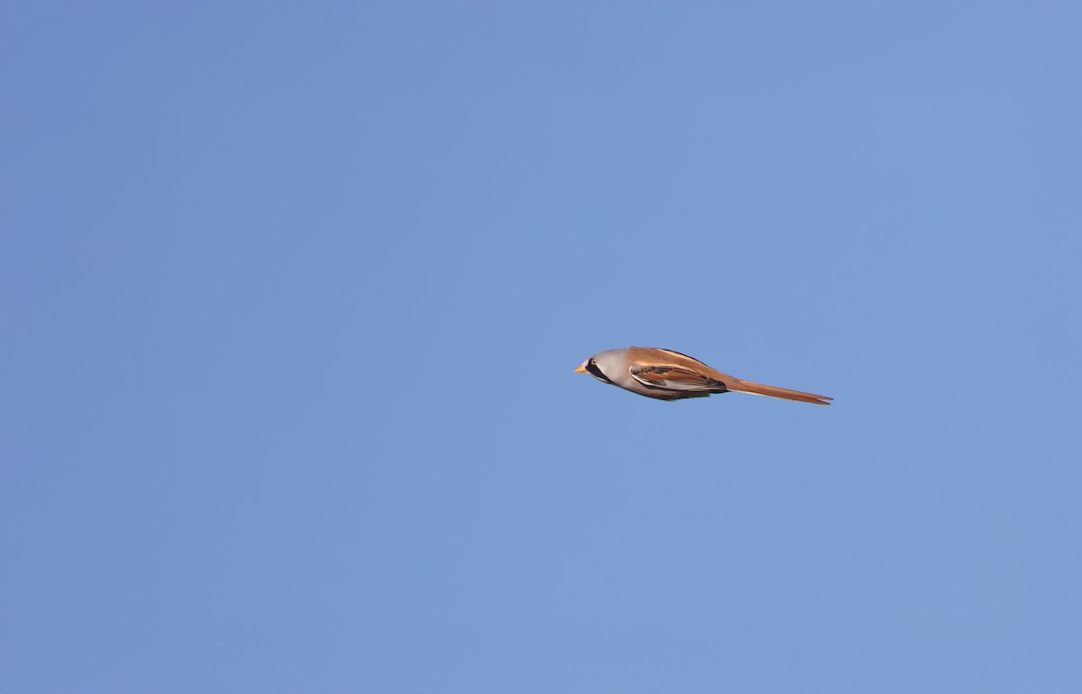 Bearded Reedling - ML646585767