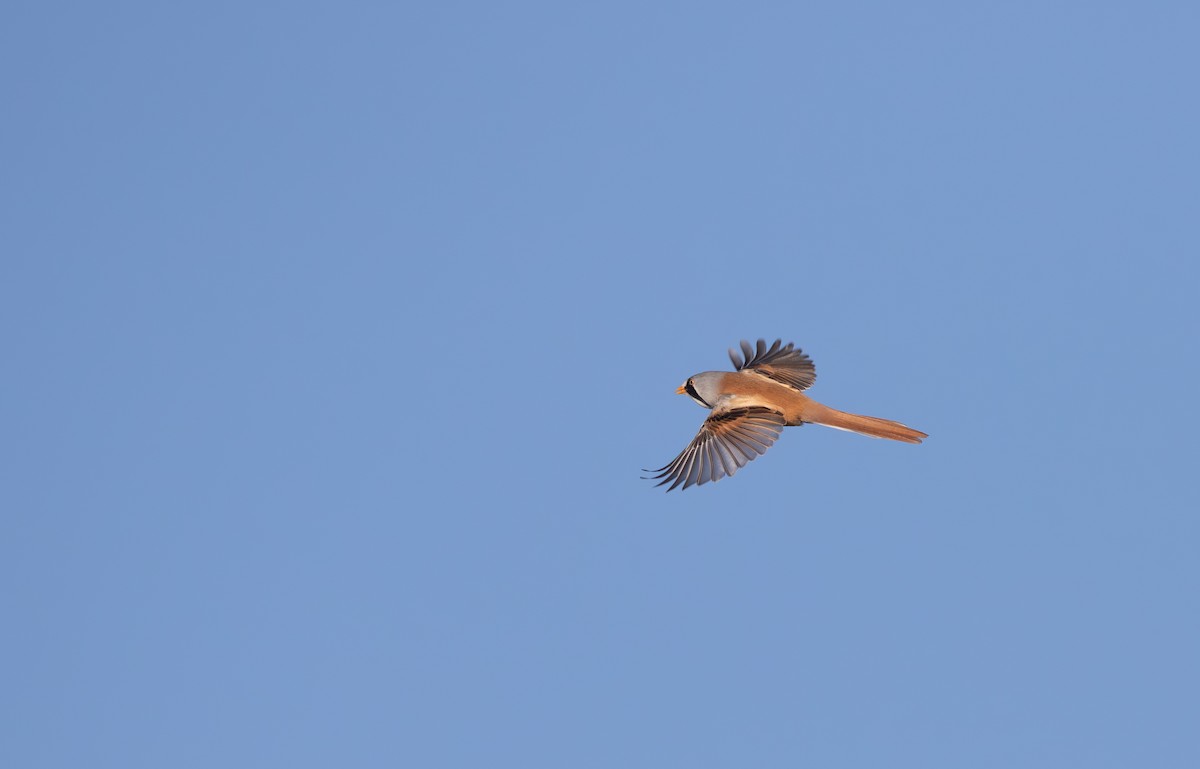 Bearded Reedling - ML646585768