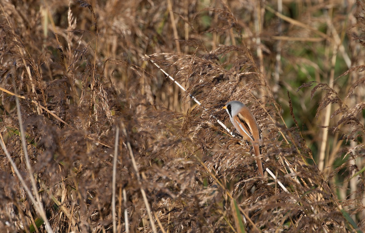 Bearded Reedling - ML646585769