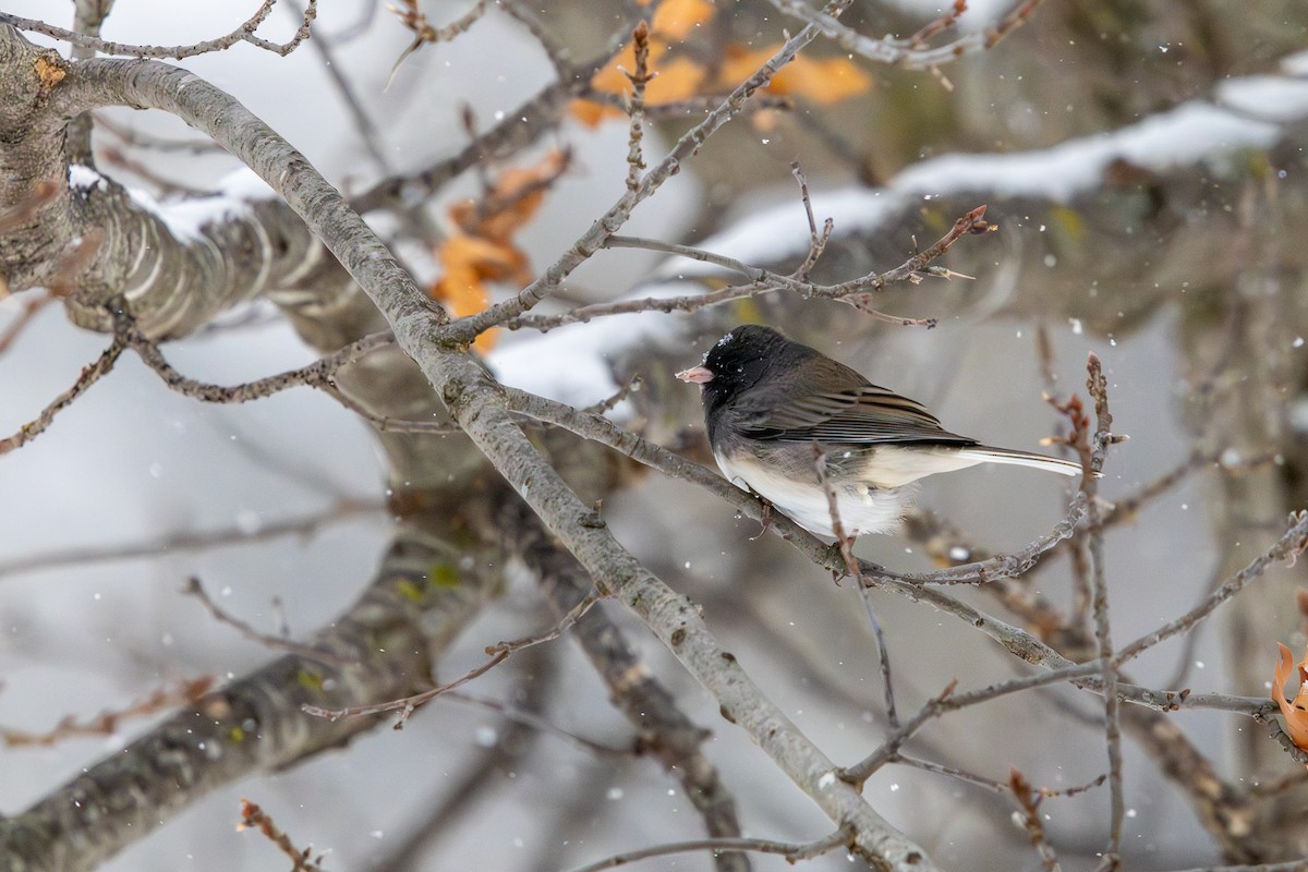 Dark-eyed Junco - ML646585770
