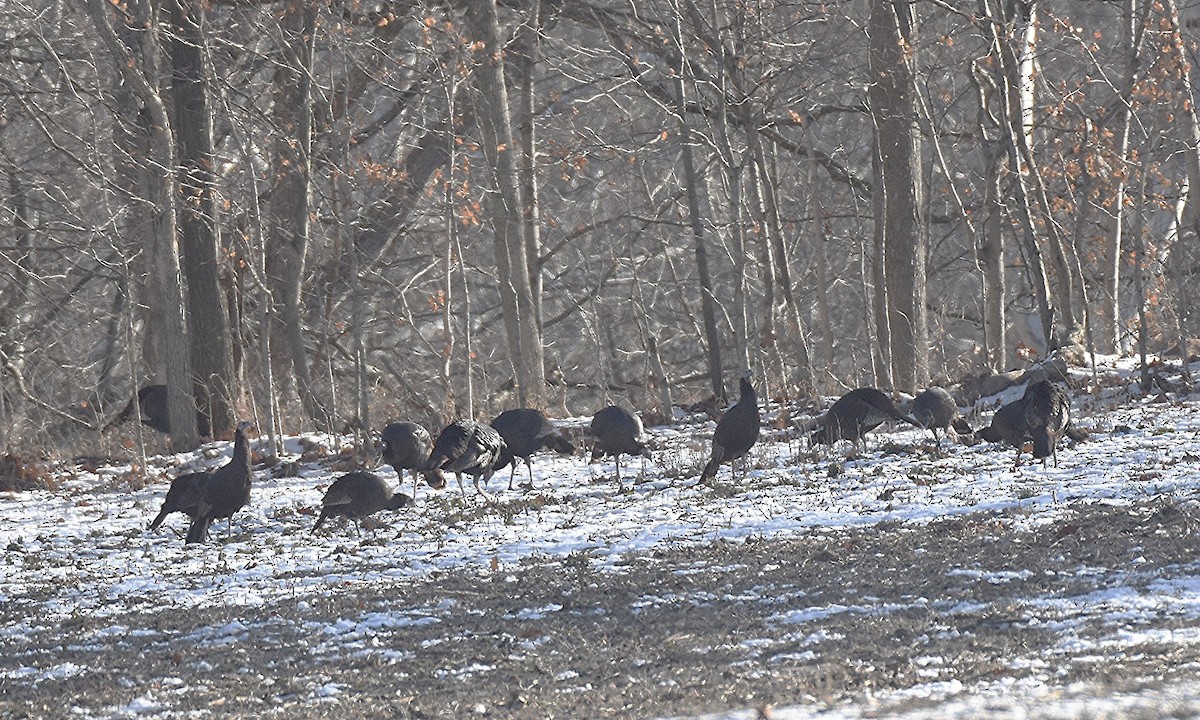 Dindon sauvage - ML646585771