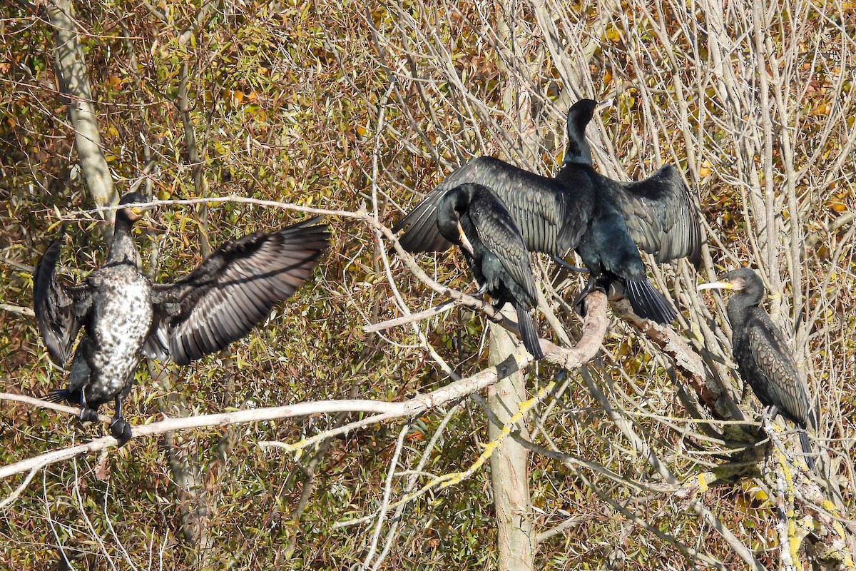 kormorán velký - ML646585777