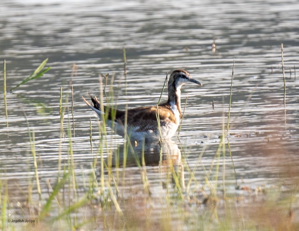 Pheasant-tailed Jacana - ML646585780