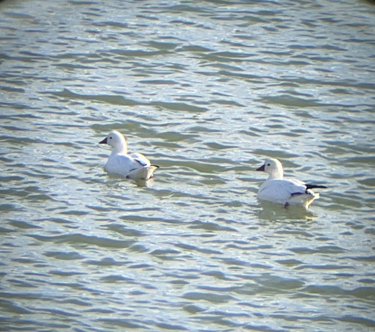 Ross's Goose - ML646585783